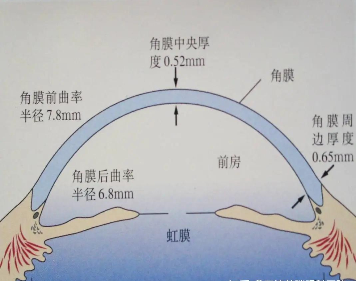 眼睛角膜厚度正常值